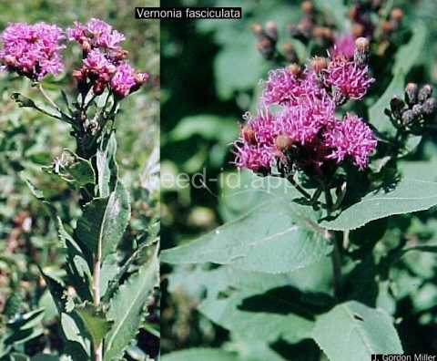 ironweed